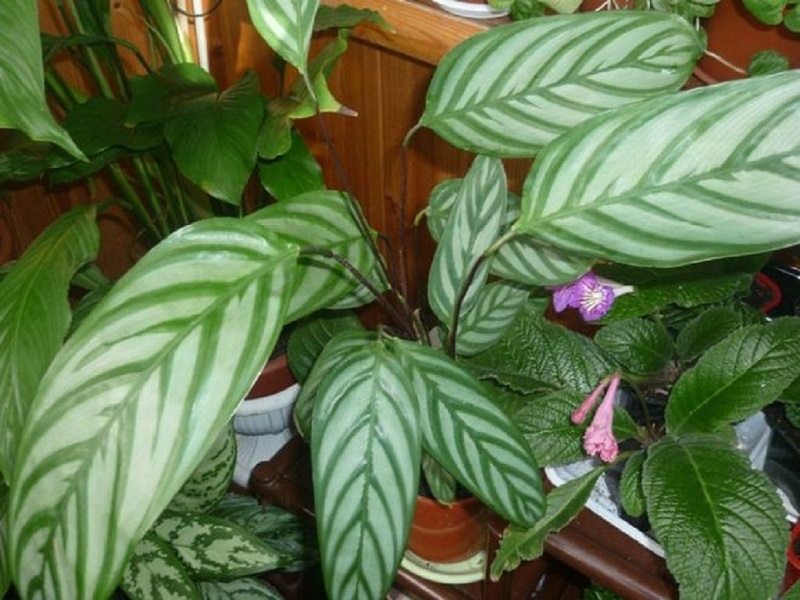 Кімнатний квітка калатея – види і правила догляду за рослиною